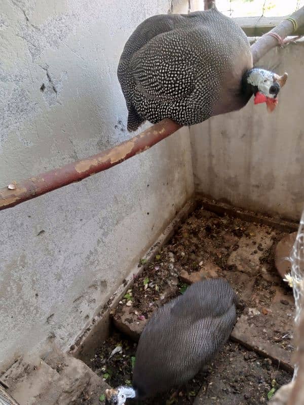 Hen GuineaFowl 0