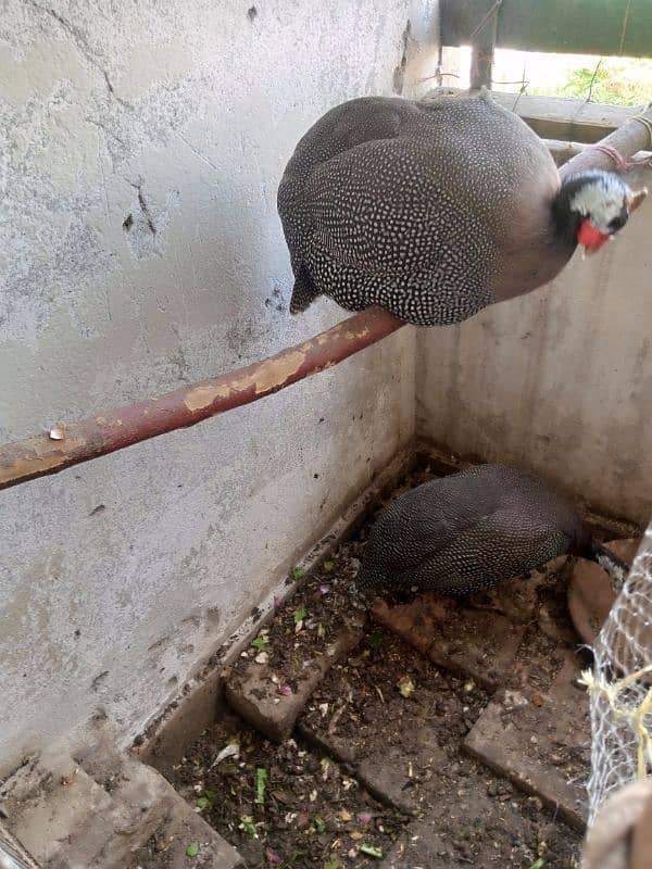 Hen GuineaFowl 1