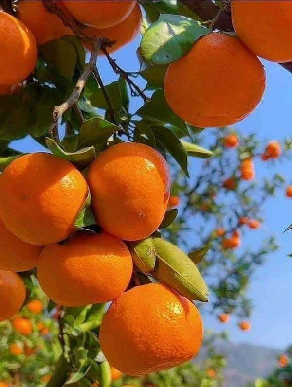 fresh and juicy oranges available order now 2