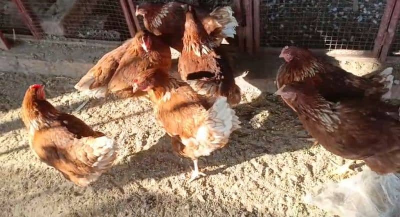 lohman brown egg starter hen for sale 0