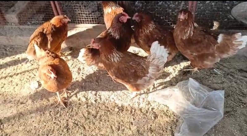 lohman brown egg starter hen for sale 1