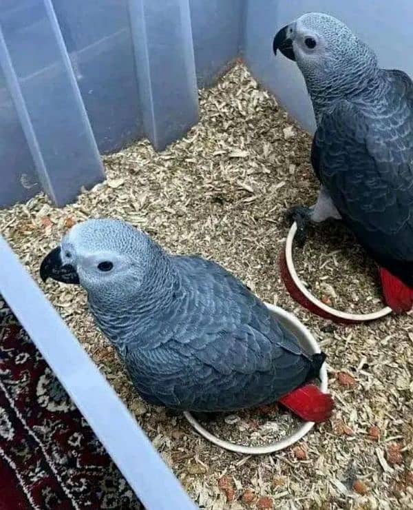 African grey parrot chicks for sale 0330=7629=890 0