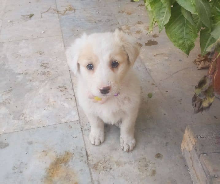 Labrador Female puppy 0