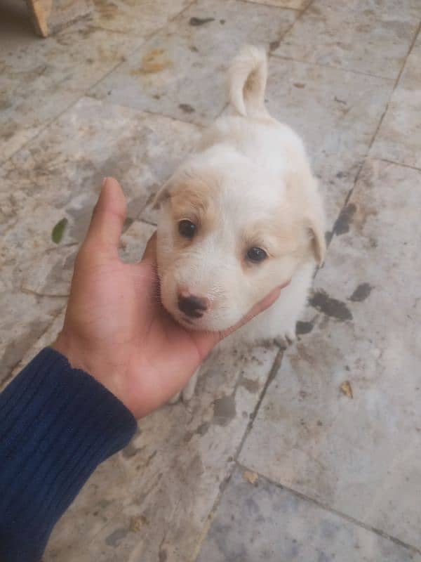 Labrador Female puppy 1