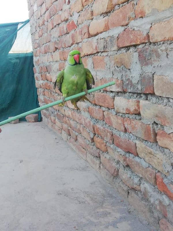 Ringneck parrot for sale With cage 0