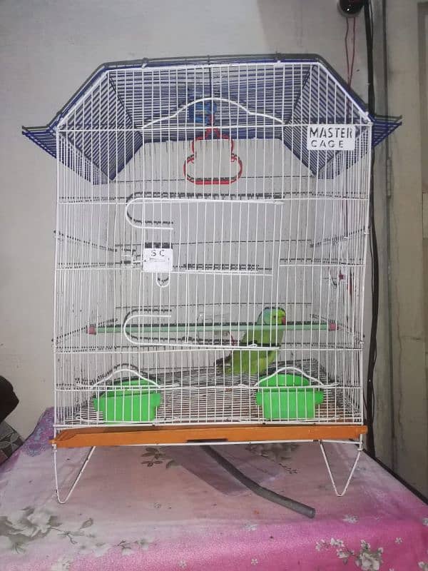 Ringneck parrot for sale With cage 1