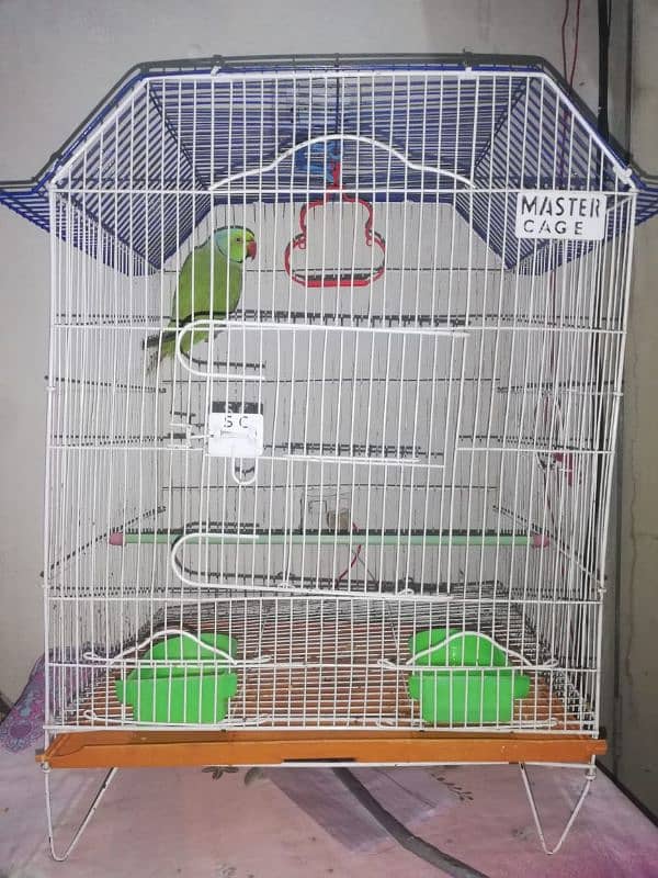 Ringneck parrot for sale With cage 2