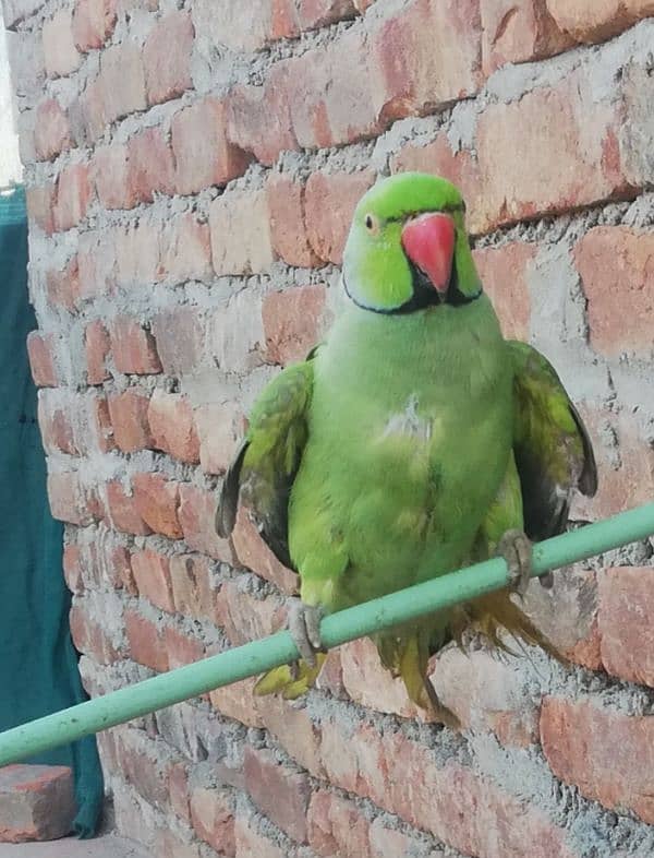 Ringneck parrot for sale With cage 3