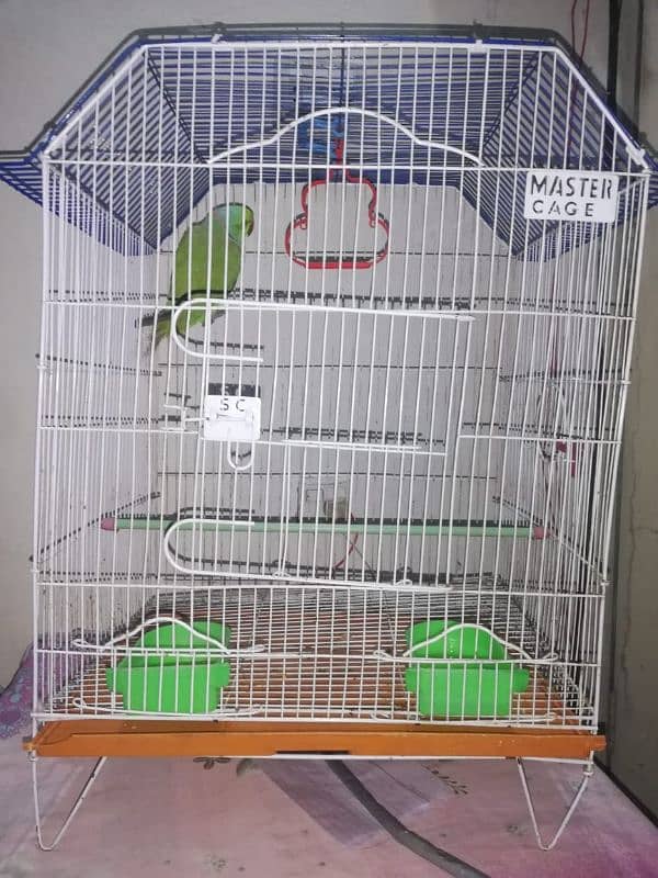 Ringneck parrot for sale With cage 4