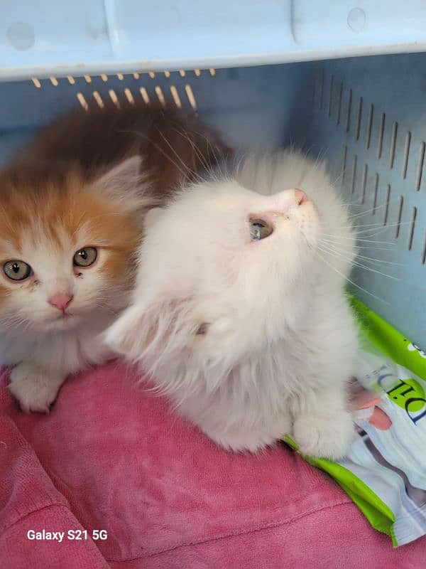 persian kittens double and triple coat 1