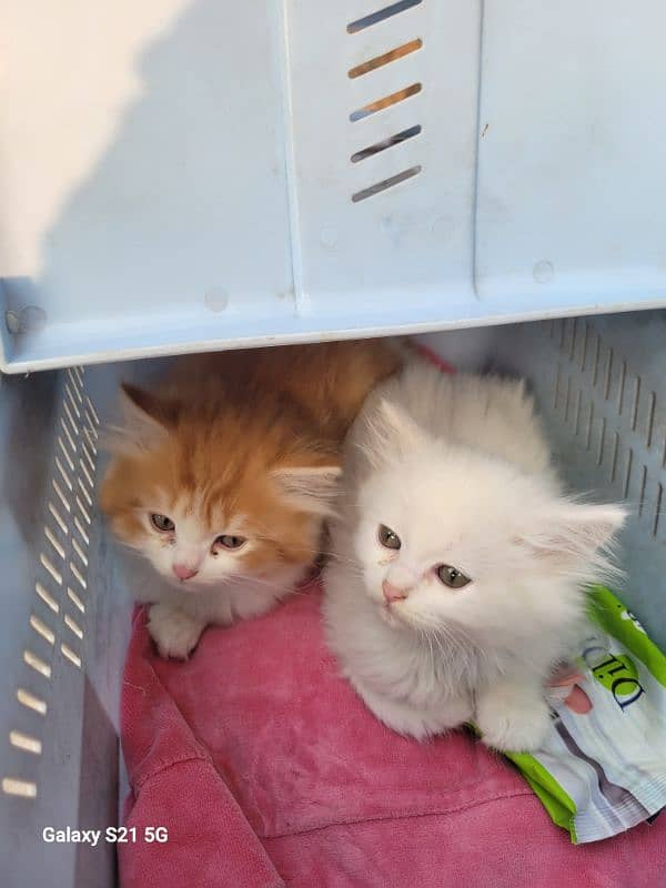 persian kittens double and triple coat 5