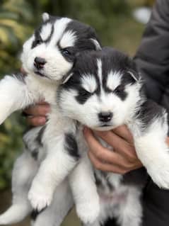 Siberian husky puppies dogs Labrador available for sale