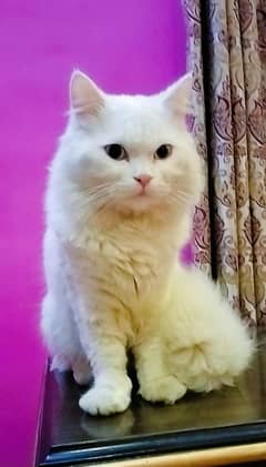 turkish angora male for stud / mating / cross