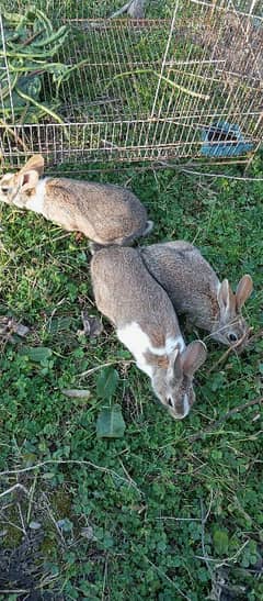 3x young rabbits for sale