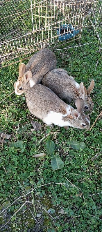 3x young rabbits for sale 1