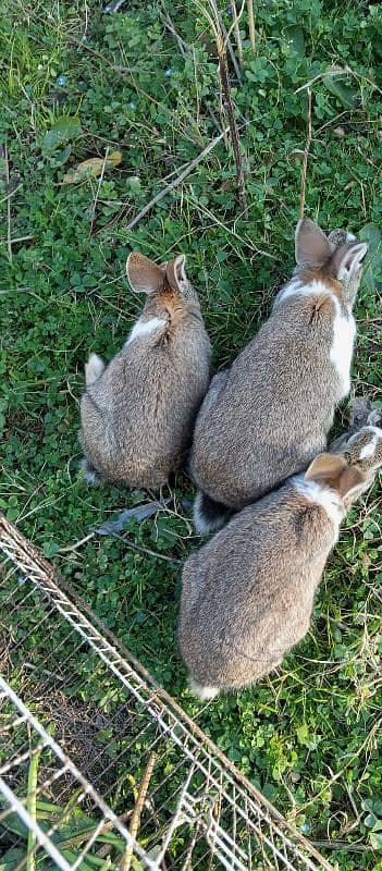 3x young rabbits for sale 2