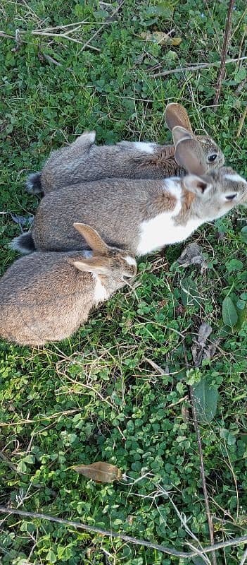 3x young rabbits for sale 3