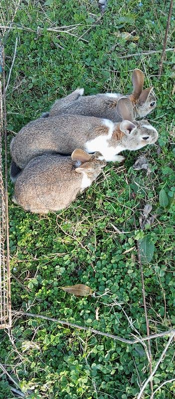 3x young rabbits for sale 4