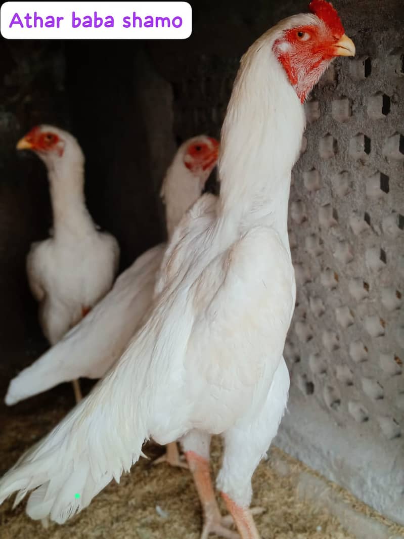 pure king size shamo chicks/high top quality/white shamo/aseel chick 0