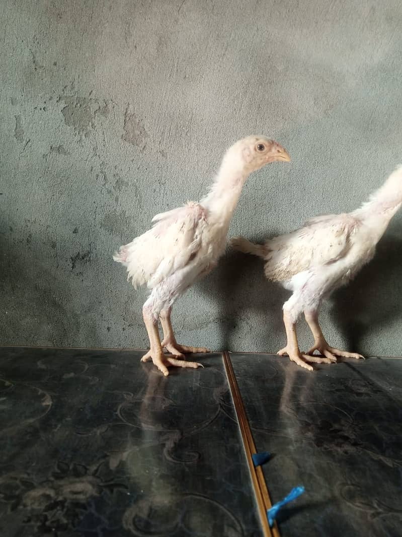 pure king size shamo chicks/high top quality/white shamo/aseel chick 3