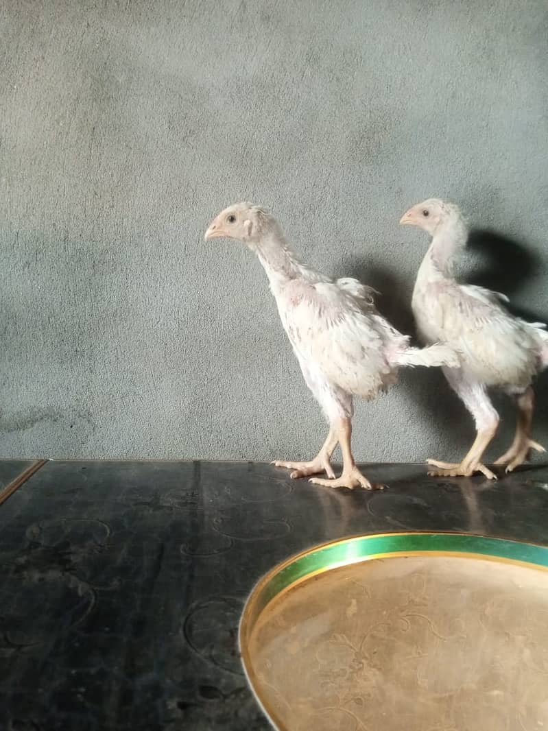 pure king size shamo chicks/high top quality/white shamo/aseel chick 4