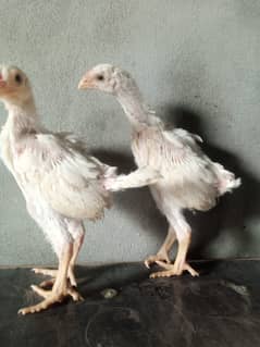 pure king size shamo chicks/high top quality/white shamo/aseel chick