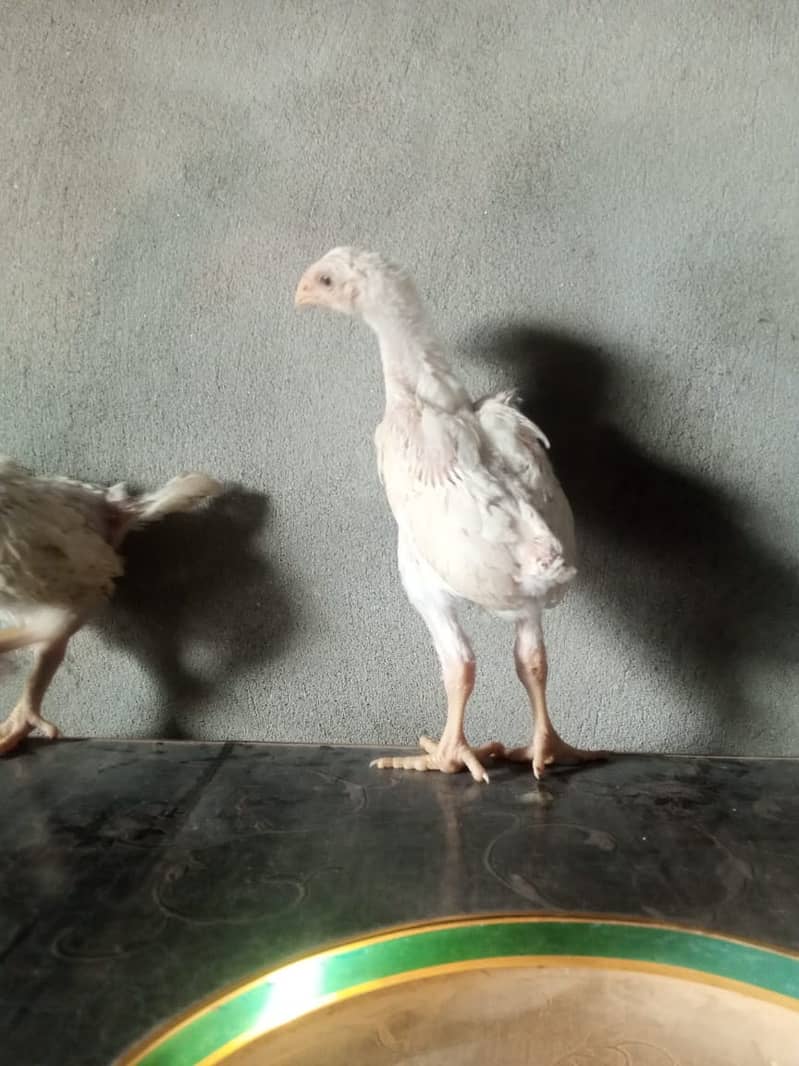 pure king size shamo chicks/high top quality/white shamo/aseel chick 7