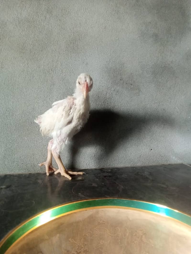 pure king size shamo chicks/high top quality/white shamo/aseel chick 8