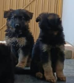 GERMAN SHEPHERD PEDIGREE PUPPIES