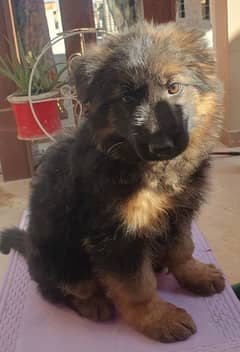 GERMAN SHEPHERD PEDIGREE FEMALE PUPPY