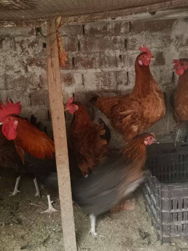 Desi egg laying hens for sale 1200 per kg 0