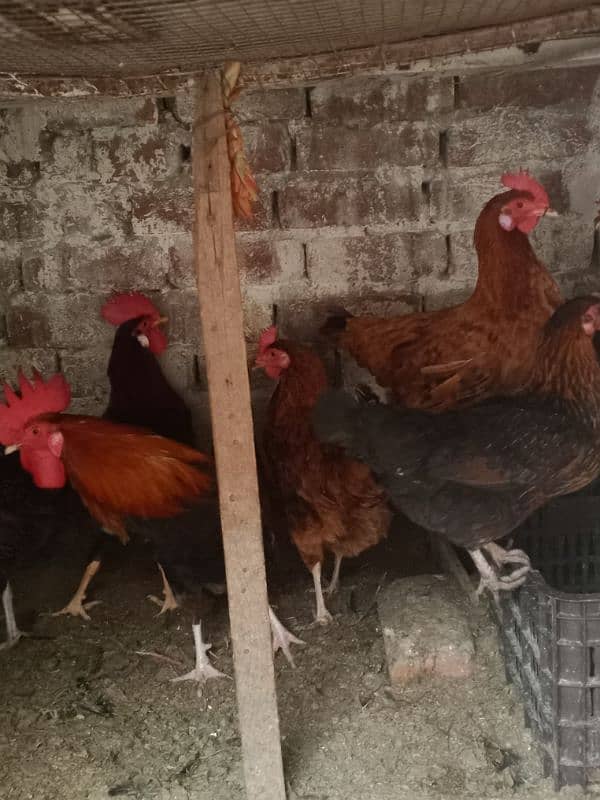 Desi egg laying hens for sale 1200 per kg 1