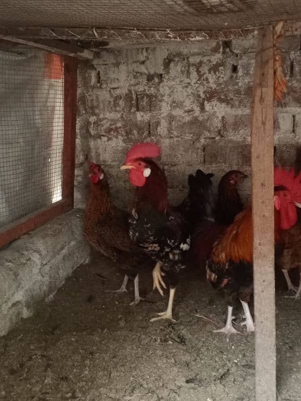 Desi egg laying hens for sale 1200 per kg 2