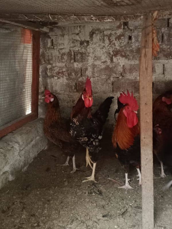 Desi egg laying hens for sale 1200 per kg 3