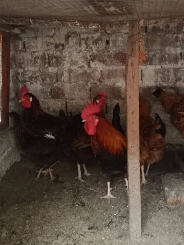 Desi egg laying hens for sale 1200 per kg 4