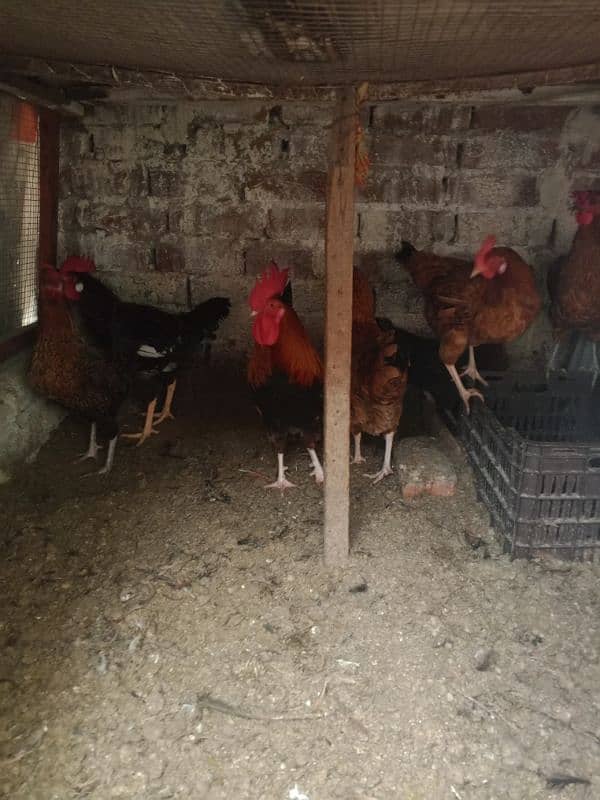 Desi egg laying hens for sale 1200 per kg 5