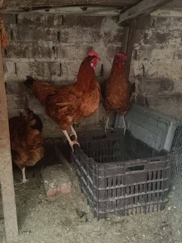 Desi egg laying hens for sale 1200 per kg 6