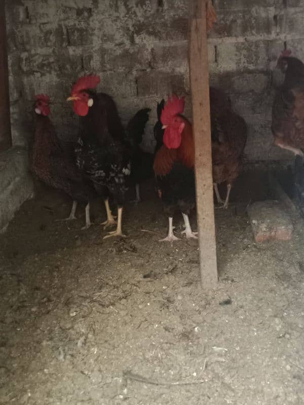 Desi egg laying hens for sale 1200 per kg 7