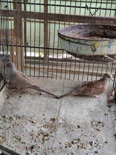 red opal white dove breeder pairs