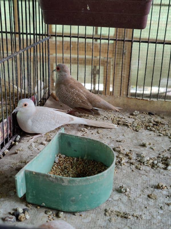 red opal white dove breeder pairs 2