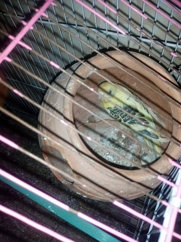 budgie hai breeder pair hai 2