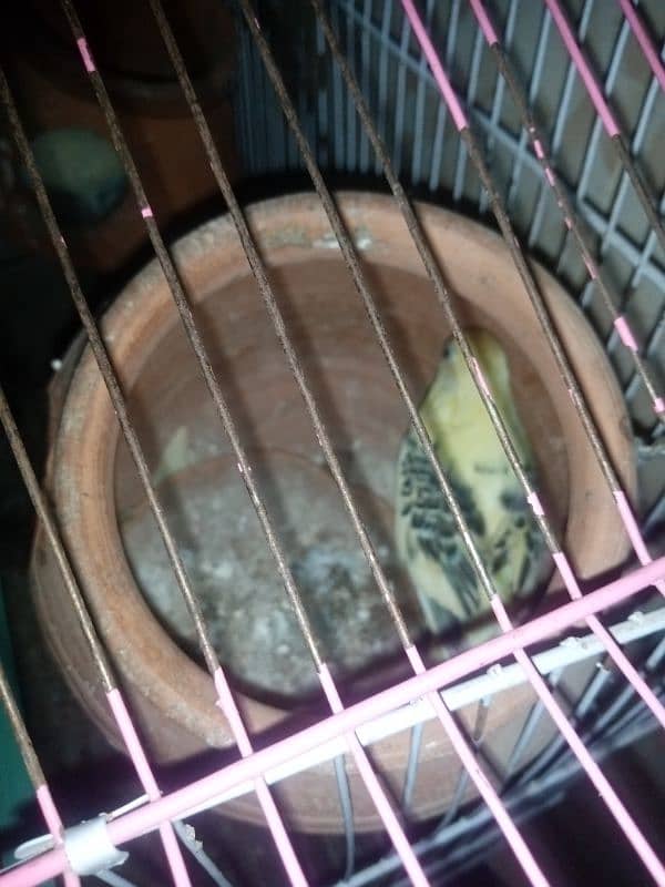 budgie hai breeder pair hai 3