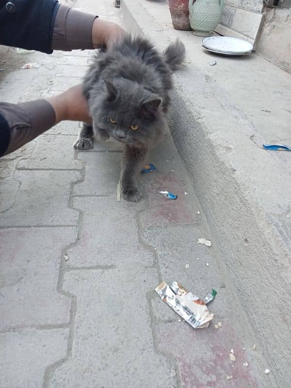 Persian grey cat 1