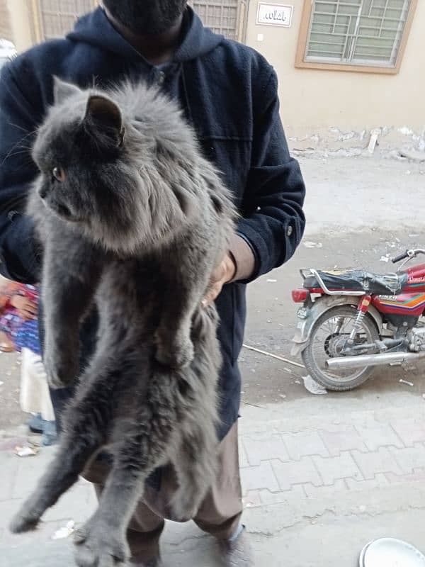 Persian grey cat 3