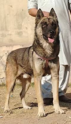 our bhagyary male age 12 month for sale sequrty dogs