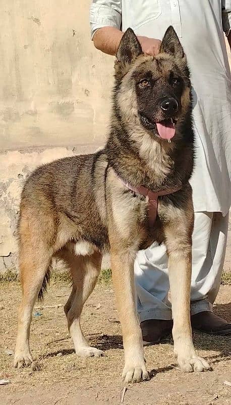 our bhagyary male age 12 month for sale sequrty dogs 0