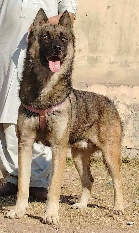 our bhagyary male age 12 month for sale sequrty dogs 1