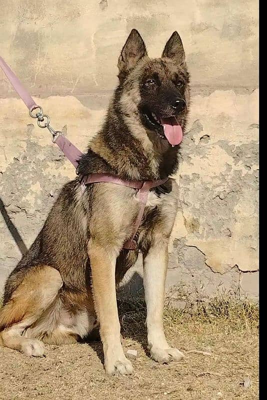 our bhagyary male age 12 month for sale sequrty dogs 2