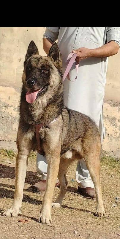 our bhagyary male age 12 month for sale sequrty dogs 3