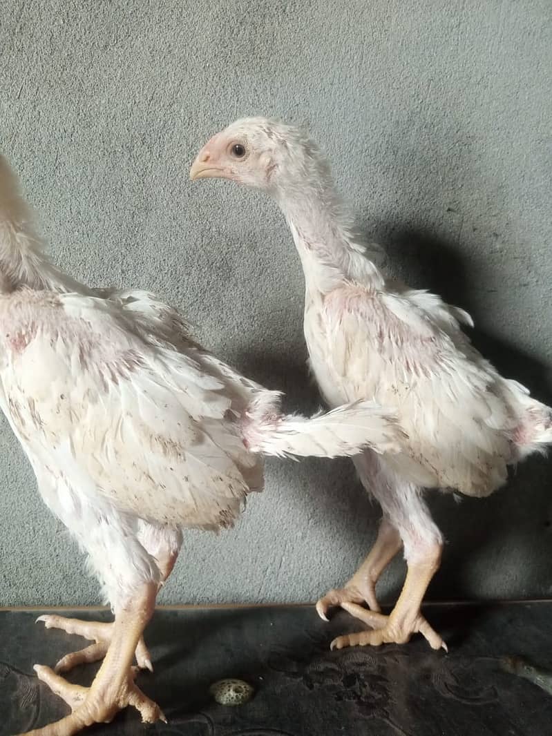 pure king size shamo chicks/high top quality/white shamo/aseel chick 6